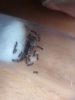 Lasius 3