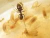 Larvas de Lasius rabaudi cuidadas por obrera Lasius niger