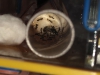 colonia tubo lasius