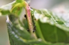 hormigas y pulgones y agua
