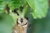 Hormigas y pulgones en arandanos