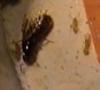 l. flavus con alas(MadGator)