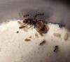 Lasius con sus chikis 4.