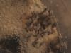 Lasius con sus peque�as.