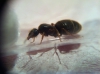 lasius_niger