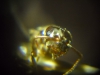 Lasius parásita (Chthonolasius) Cabeza