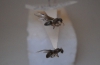 Lasius par�sita (Chthonolasius) [sin flash]