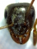 Lasius sp 7