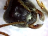 Lasius sp 9