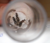 Lasius poliginia