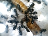 lasius comiendo tenebrio