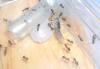 festin_lasius1