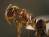 ¿Lasius grandis?