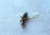 �Lasius?