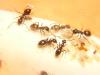 Lasius sp.