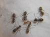Lasius sp atacando a Monomorium pharaonis.