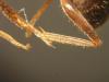 Posible Lasius grandis.