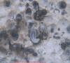 lasius0003