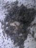 lasius-lend