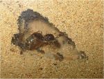 nido de lasius
