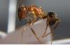 Lasius sp