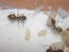 Nurses Lasius sp cuidando la puesta