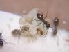 Nurses Lasius sp cuidando la puesta