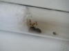 lasius flavus 3