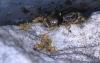 lasius rojas2
