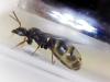�LASIUS?
