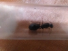 Camponotus