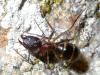 sylvaticus