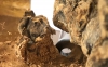 Camponotus_sylavticus