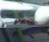 Camponotus silvaticus