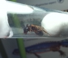 Camponotus silvaticus