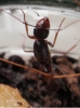 Posible reina de Camponotus sylvaticus (II)