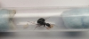 Reina Camponotus Sylvaticus
