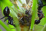 Camponotus2 sp...