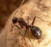 media Camponotus sylvaticus