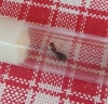 Formica 1