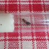 Formica 1