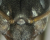 F. cunicularia