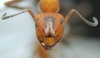f.dusmeti