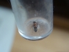 Formica sp.