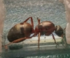 Formica rufibarbis