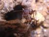 Formica rufibarbis