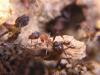 Formica rufibarbis
