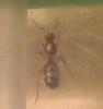 fotos de la colonia de formica sanguinea de Antbouin