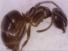 alienus 0015