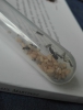 Lasius fuliginosus